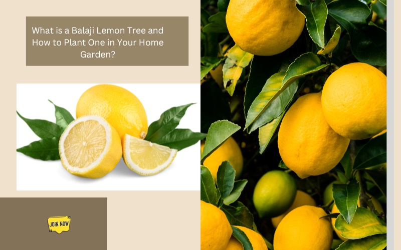 balaji lemon plant