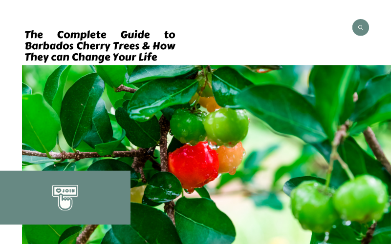 The Complete Guide to Barbados Cherry Trees & How They can Change Your