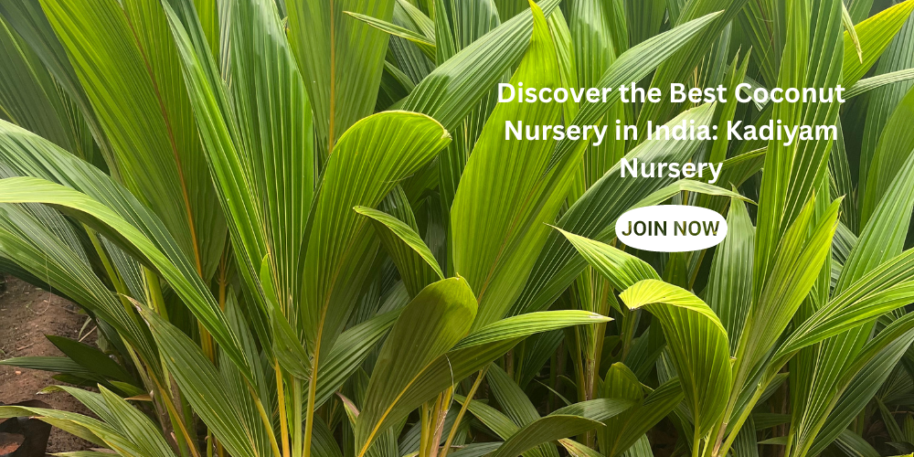 Discover the Best Coconut Nursery in India Kadiyam Nursery