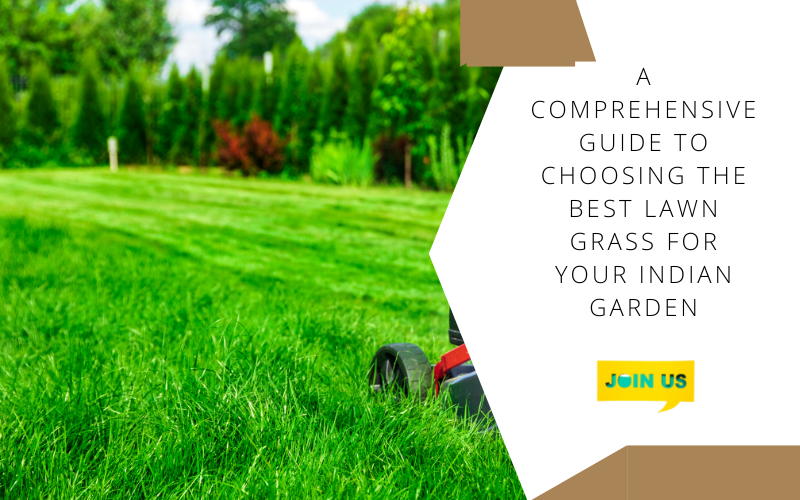 A Comprehensive Guide to Choosing the Best Lawn Grass for Your Indian —  Kadiyam Nursery