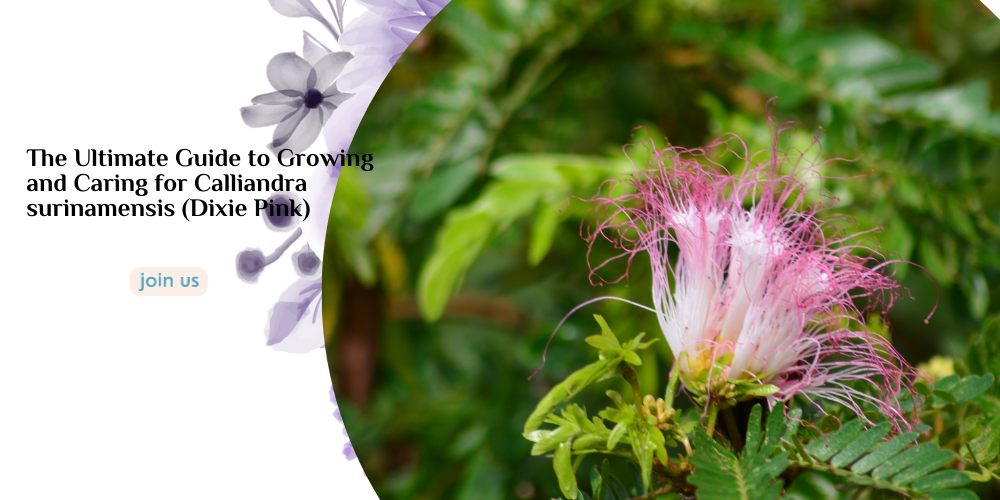 calliandra surinamensis