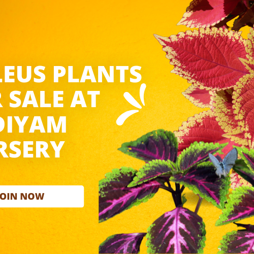 coleus plants for sale near rajamahendravaram, andhra pradesh