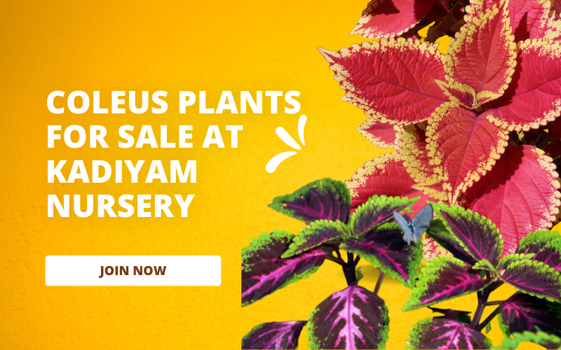 coleus plants for sale near rajamahendravaram, andhra pradesh