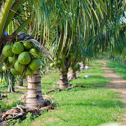 dwarf coconut farming