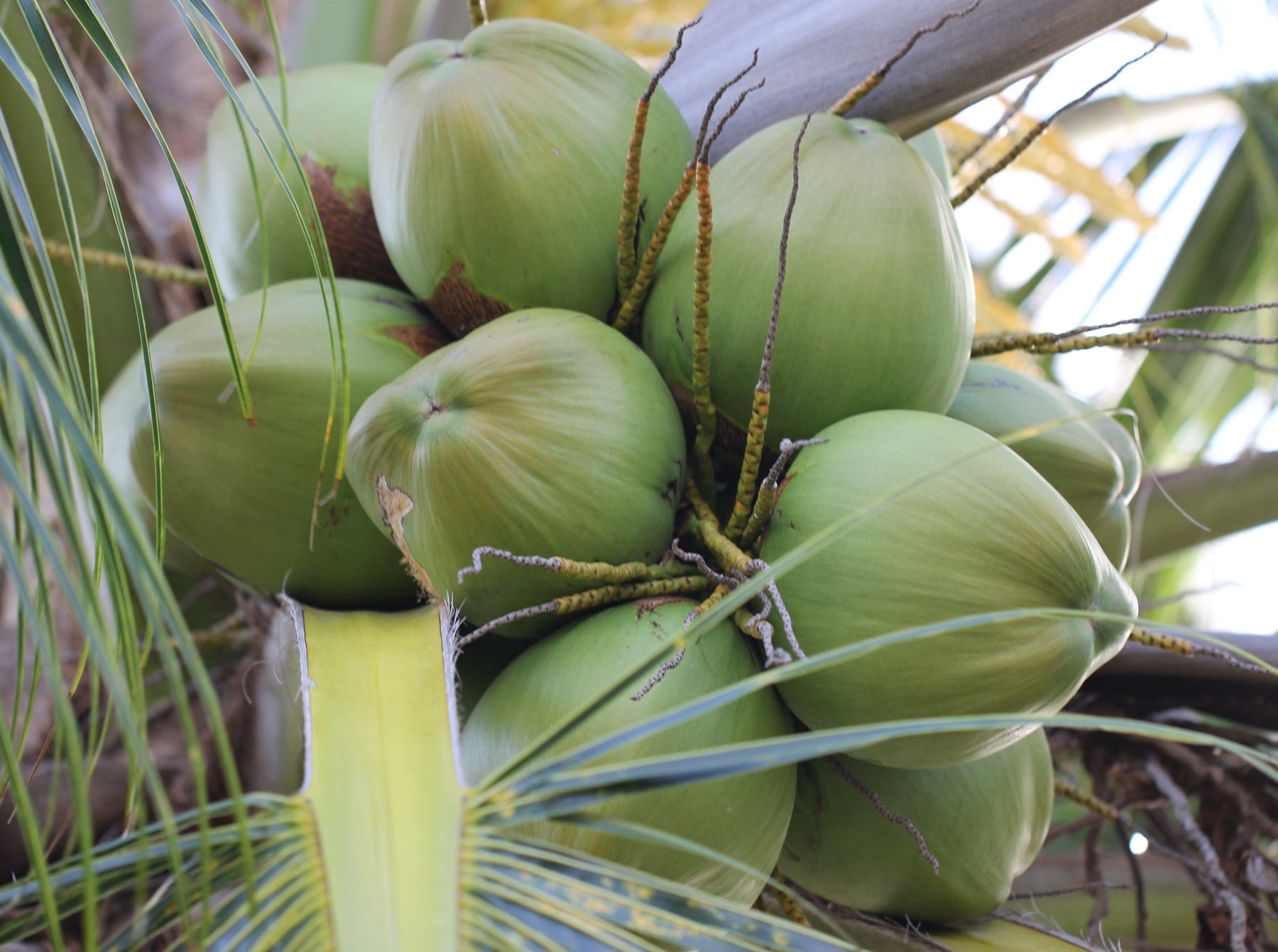 Exotic Varieties of Coconut Tree Cocos nucifera - Kadiyam Nursery