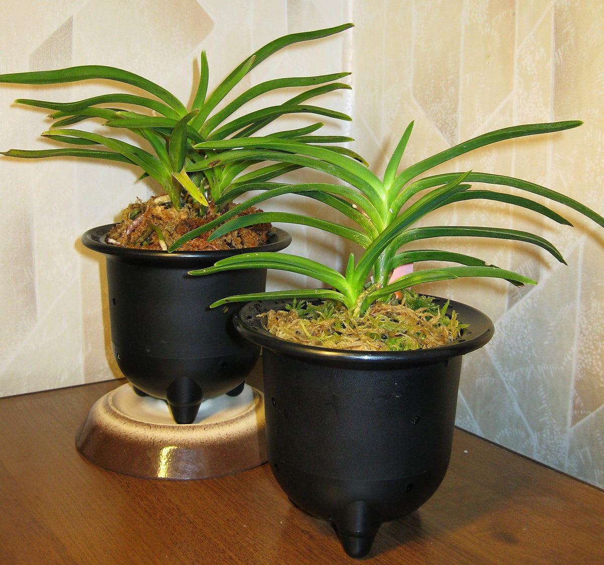 The Most Expensive Plants To Buy Online — Kadiyam Nursery