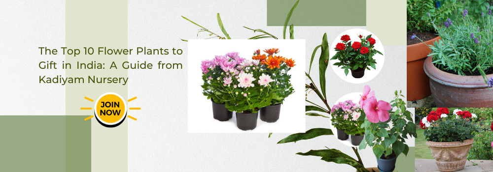 flowering plant gifts