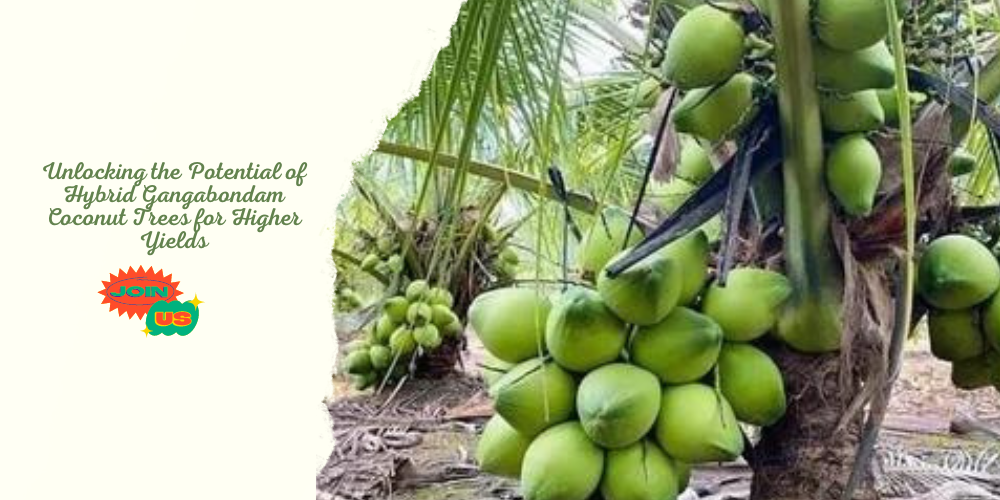 Unlocking the Potential of Hybrid Gangabondam Coconut Trees for Higher ...