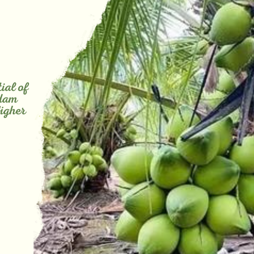 gangabondam coconut tree