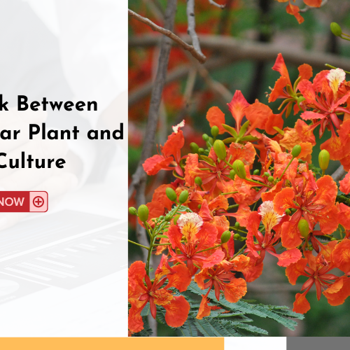 The Link Between Gulmohar Plant and Indian Culture