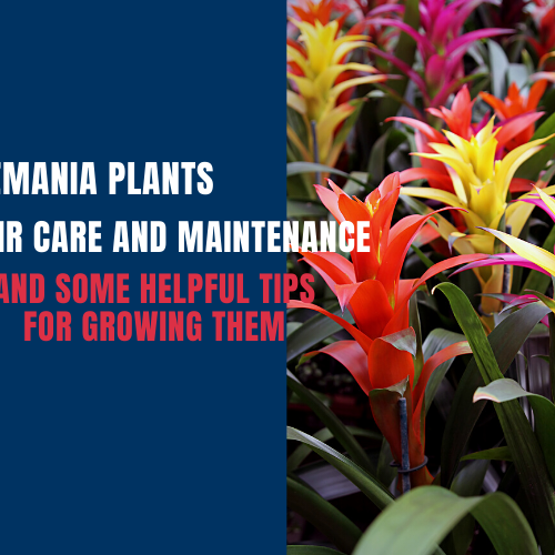 Guzmania Plants, Their Care and Maintenance, and Some Helpful Tips for Growing Them