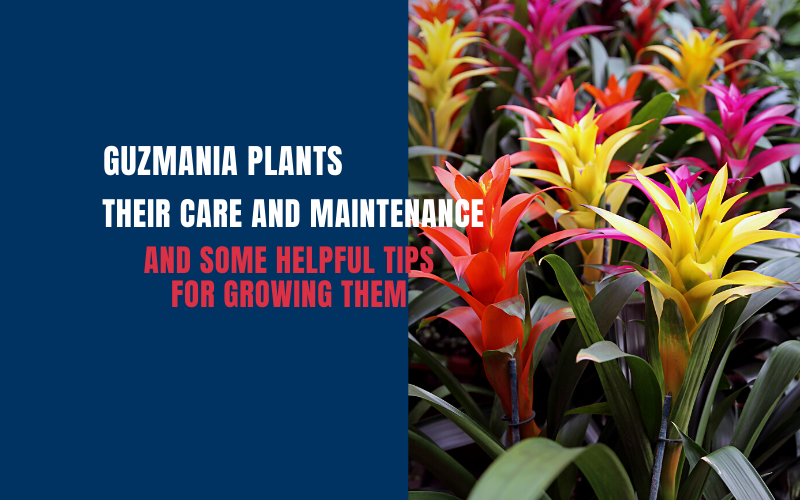 Guzmania Plants, Their Care and Maintenance, and Some Helpful Tips for Growing Them