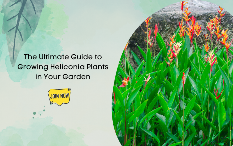 heliconia plant