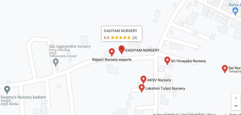 How to Find Affordable Plant Nurseries from Kadiyam Kadiyapulanka, Andhra Pradesh - Kadiyam Nursery