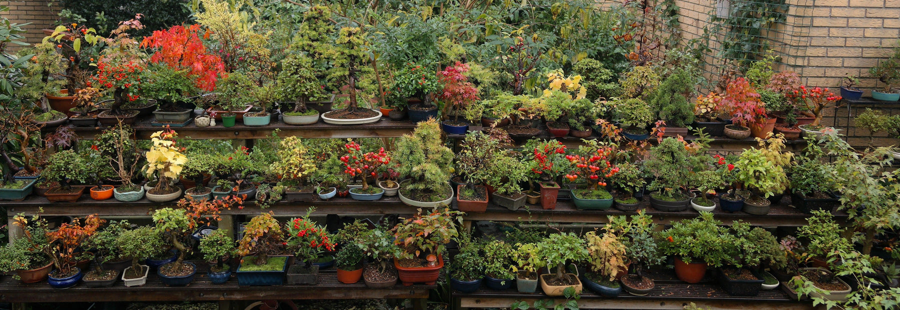 bonsai plants price