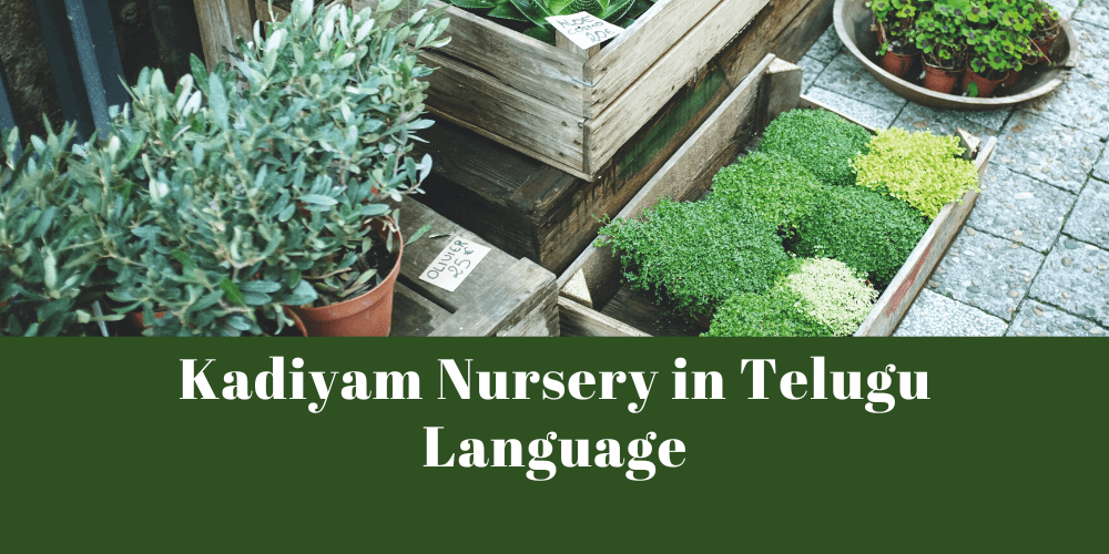 Kadiyam Nursery in Telugu Language - Kadiyam Nursery