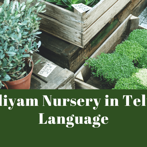 Kadiyam Nursery in Telugu Language - Kadiyam Nursery