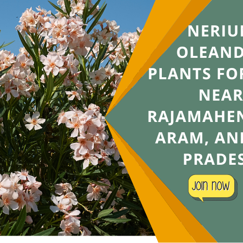 kadiyam nursery - nerium plants