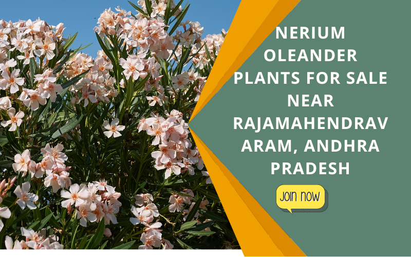 kadiyam nursery - nerium plants