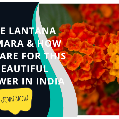 lantana plant in india