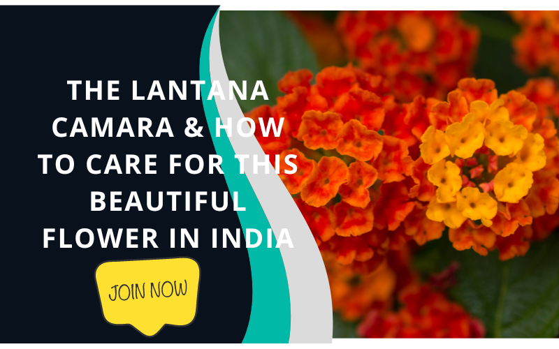 lantana plant in india