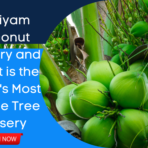 malayan dwarf coconut - kadiyam nursery