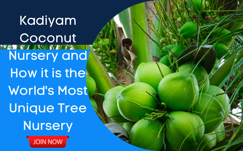 malayan dwarf coconut - kadiyam nursery