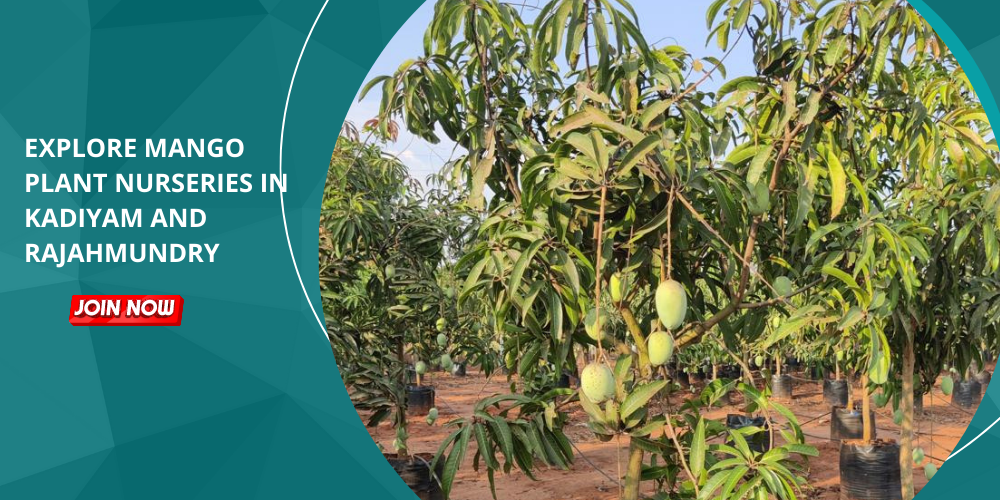 mango plant nursery in rajahmundry