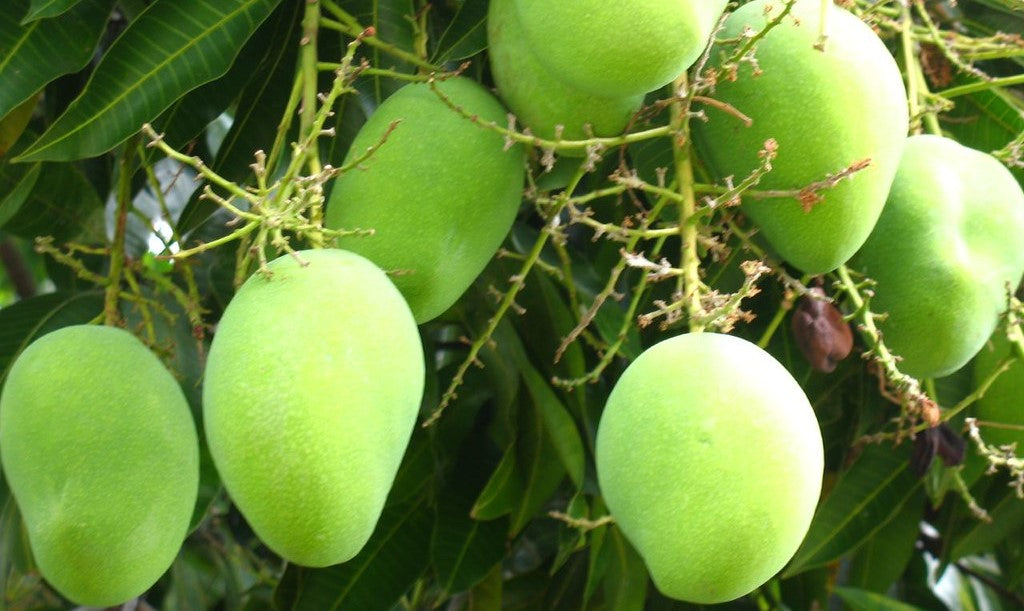 mango plants kadiyam