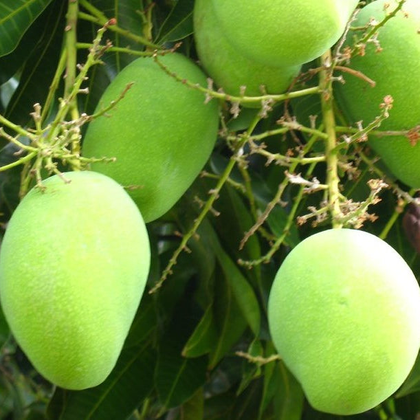 mango plants kadiyam