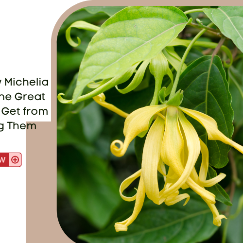 michelia plants for sale