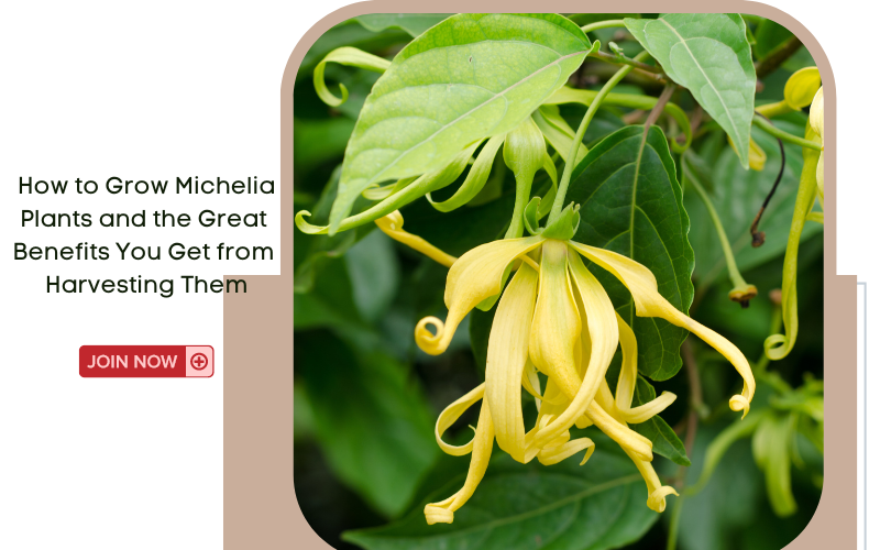 michelia plants for sale