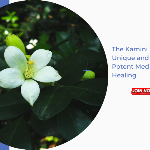 The Kamini Plant: A Rare, Unique and Exceptionally Potent Medicinal Herb for Healing
