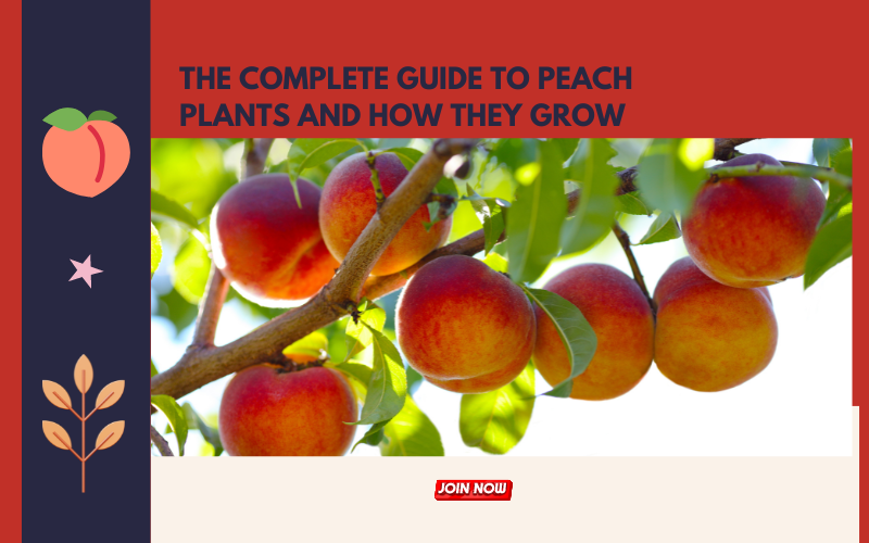 The Complete Guide to Peach Plants and How They Grow — Kadiyam Nursery