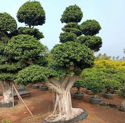 Plant Nurseries: the 3 Most Important Features for a Successful Business - Kadiyam Nursery