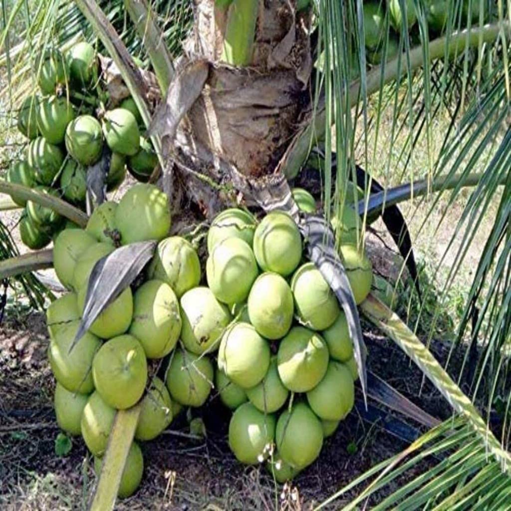 Discover the Ramganga Coconut Tree at Kadiyam Nursery