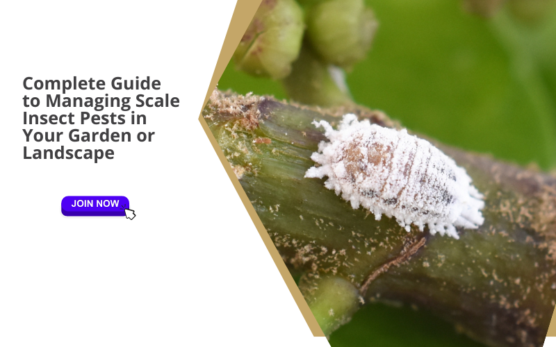 Complete Guide to Managing Scale Insect Pests in Your Garden or Landsc — Kadiyam Nursery