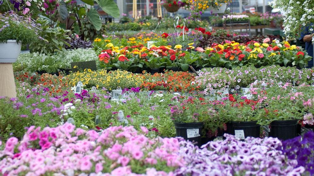 The 7 Best Tips on Buying KadiYam Wholesale Nursery Plants Online - Kadiyam Nursery