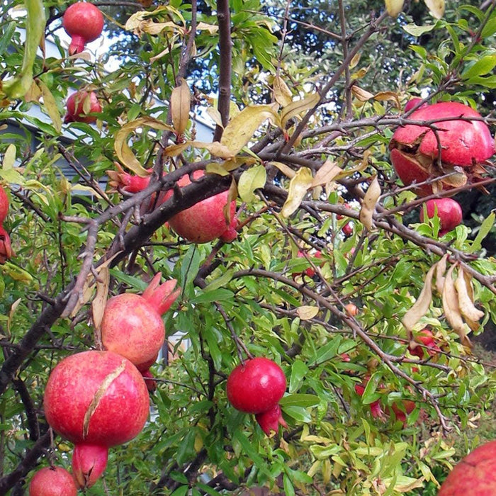 The Best Nursery for Your Pomegranate Plant in Kadiyam - Kadiyam Nursery
