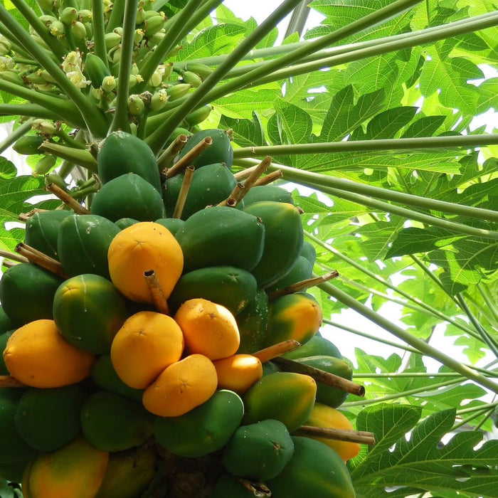 The Best Types of Papaya to Plant in Your Garden - Kadiyam Nursery