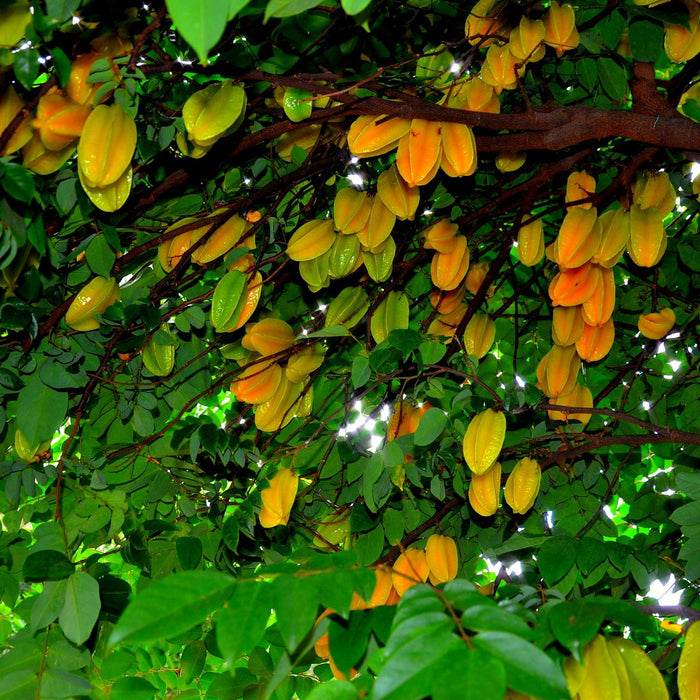 The Carambola Star Fruit: Delicious Looks and Powerful Health Benefits - Kadiyam Nursery