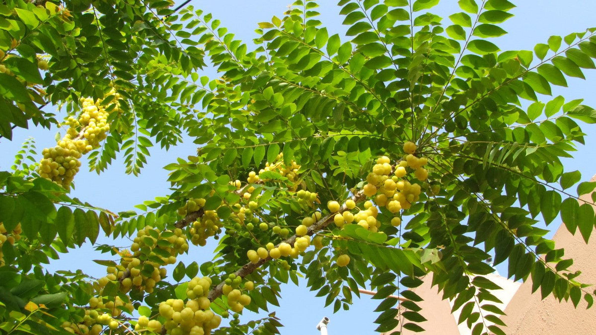The Complete Guide to Amla Plant and Why You Should Add it to Your Die —  Kadiyam Nursery
