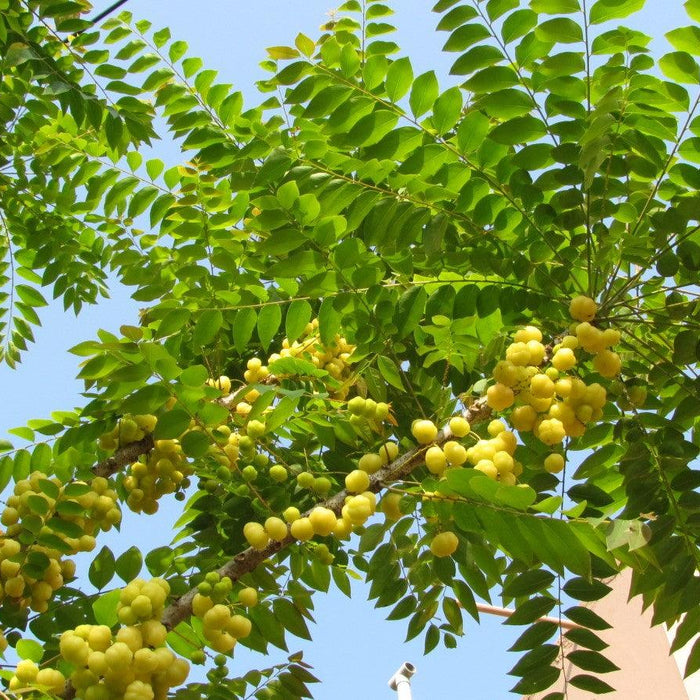 The Complete Guide to Amla Plant and Why You Should Add it to Your Diet - Kadiyam Nursery