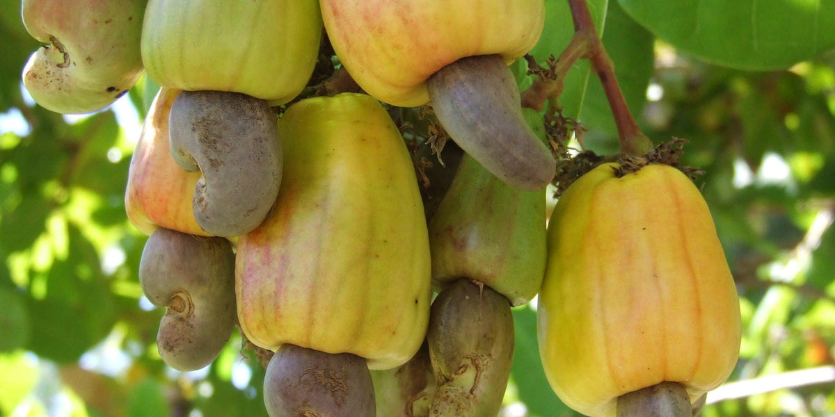 The Complete Guide to Cashew Nut Tree & Benefits of Cashew Tree Planti ...