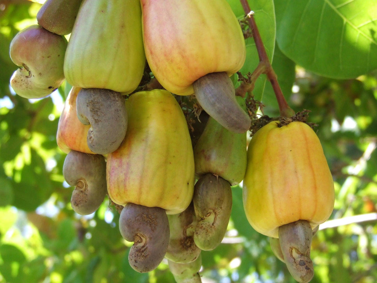 Cashew Nut Tree And Fruit Cashew Nut Tree And Fruit