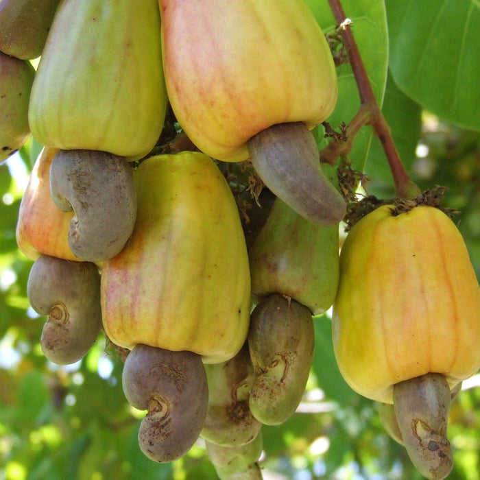 The Complete Guide to Cashew Nut Tree & Benefits of Cashew Tree Planting - Kadiyam Nursery