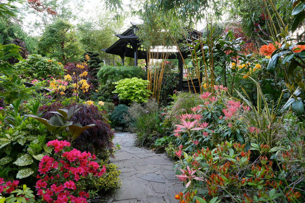The Complete Guide to Choosing the Best Plants for Your Home Garden