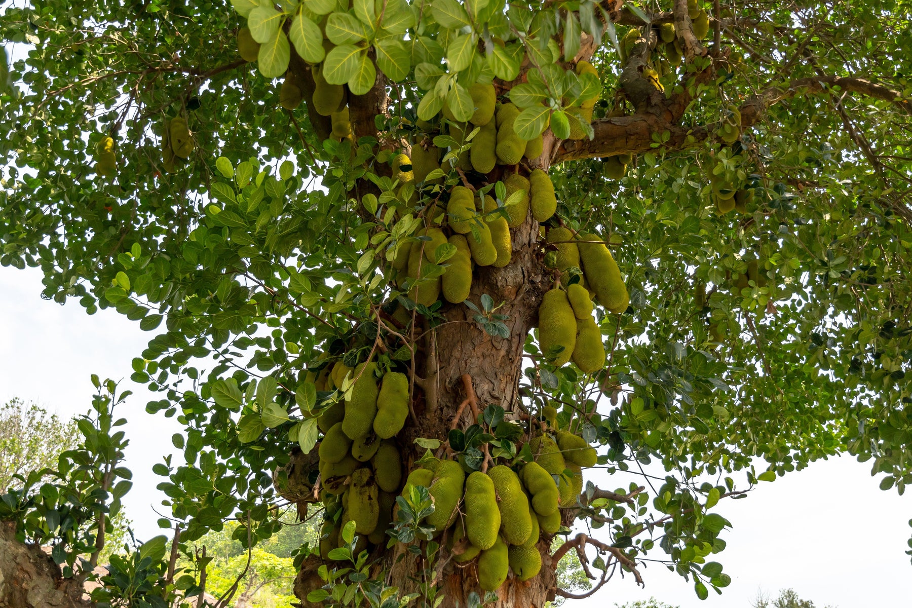 The Complete Guide to Jackfruit Plant Cultivation and the Different Methods to Grow Jackfruit - Kadiyam Nursery
