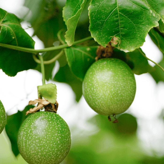 The Comprehensive Guide to Passion Fruit Planting & Harvesting - Kadiyam Nursery