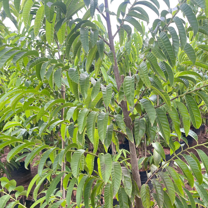      Annona reticulata plant